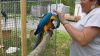 rehoming my blue and yellow macaw