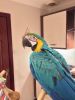 Macaw Blue And Gold