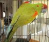 Sold ! 6/9/15 Red Fronted Mini Macaw