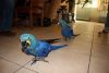 Hyacinth Macaw Parrots(xxx) xxx-xxx1