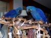 Beautiful and Talking Hyacinth Macaw Parrots