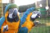cute Macaw parrot for addoption