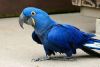The Blue Macaw Parrots Are For Adoption