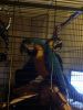 Pair Of Blue And Gold Macaws