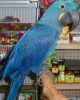 Pair Of Hyacinth Macaw Parrots