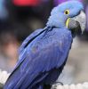 Talkitive Hyacinth Macaw Available