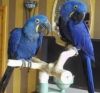 Home raised Hyacinth Macaw birds available