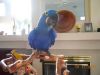 Nice looking Hyacinth Macaw parrots ready