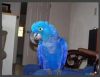 Cute And Adorable Male And Female Hyacinth Macaw