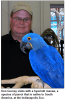 Healthy Hyacinth Macaw parrots