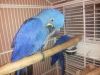 A Bonded Pair Of Hyacinth Macaw
