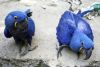 Hyacinth Macaw Ready