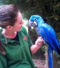 Beautiful and Talking Hyacinth Macaw