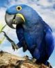 Excellent Hyacinth Macaw Parrots
