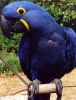 Male And Female Hyacinth Macaw Parrots With Cage