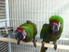 Tame Military Macaw Parrots for Sale