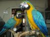 Talking Pair Of Blue And Gold Macaw Parrots
