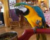 Female Blue and Gold Macaw