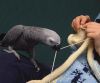 Pair of macaws for a rehome