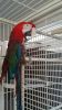 Green Wing Macaws