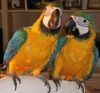 Male and Female Blue and gold Macaw