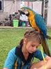Healthy Blue And Gold Macaw Parrots (xxx) xxx-xxx7