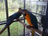 11 Months Old Blue And Gold Macaw Parrots