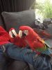 Hand Reared Baby Green Winged Macaw Parrots