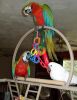 Greenwing Macaw Parrots