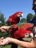bonded pair of greenwinged macaws