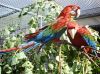 Tame Pair Nesting Green Wing Macaw Parrots