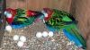 Cute Macaw Parrot And Parrot Eggs xxx xxx xxx2