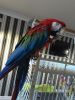 Stunning And Lovely 5 Year Old Green Wing Macaw