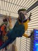 Blue And Gold Adorable Macaw