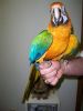 Blue N Gold Macaw Parrot Inc Cage N Toys