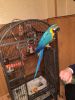 Pairs of Macaw parrot for sale