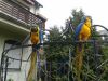 2 baby blue and gold macaws