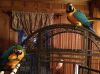 Lovely Blue and Gold macaw now available
