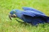 Adddorable Hyccinth Macaww