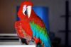 Red and Green Wing Macaw
