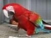 Macaw Birds for sale.