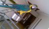 Blue and gold macaw tame and talking