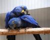 Talented and well tamed hyacinth Macaws