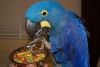 16 months old Hyacinth parrots
