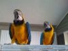Blue, Gold Blue And Gold Macaw Parrots