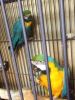 Blue and Gold Macaw parrots talking