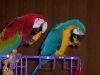 Beautiful And Talkative Blue & Gold Macaw For Sale