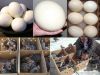 Fertile Parrot Eggs And Newly Babies For Sale.