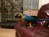 2 Year Old Female Blue And Gold Macaw