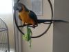 Tame Blue And Gold Macaw With Cage And Toys